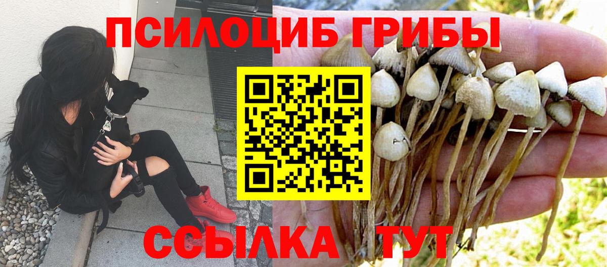 Псилоцибиновые грибы Psilocybe  Вход с VPN  Лосино-Петровский 